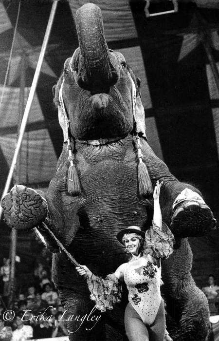 Elephant rider, Clyde Beatty-Cole Bros. Circus